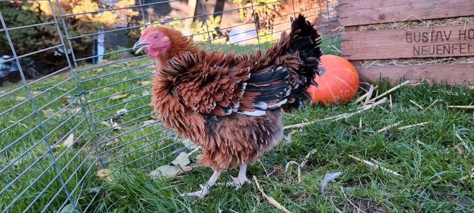 Rassegeflügel Zwerghühner und große Hühner in Kreuztal