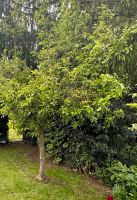 Apfelbaum ca. 3,50m Nordrhein-Westfalen - Velbert Vorschau
