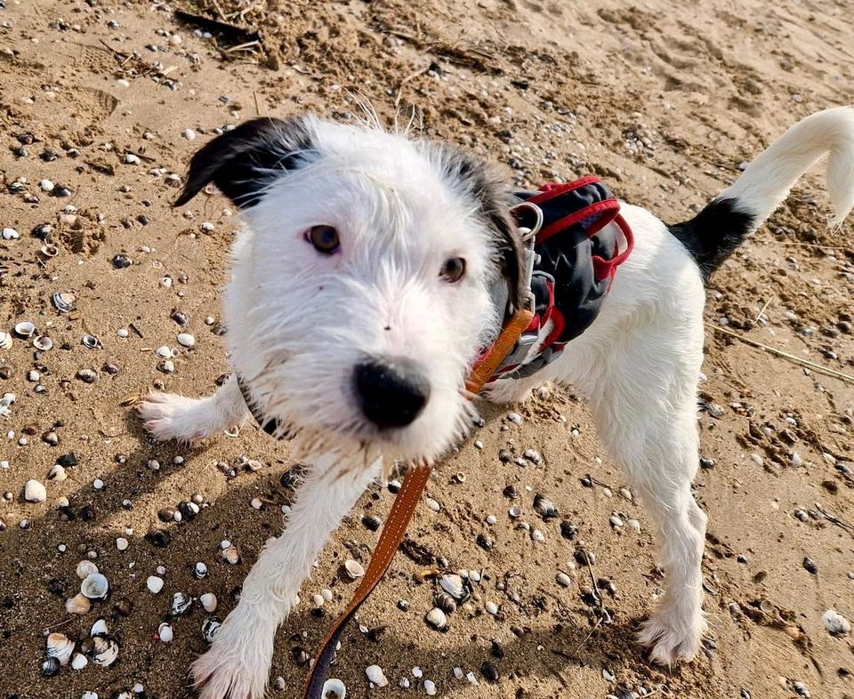 GHOST Junghund Tierschutz Hund Rüde Mischling in Köln