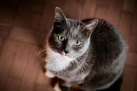 Katze / Kater vermisst Sachsen-Anhalt - Petersberg (Saalekreis) Vorschau