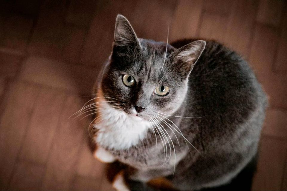 Katze / Kater vermisst in Petersberg (Saalekreis)