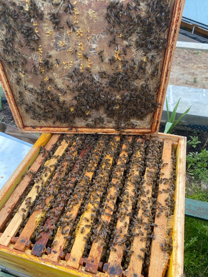 Starkes Wirtschaftsvolk DN, Bienenvolk in Schönaich