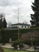 Ginkgo Biloba Baum Berlin - Hellersdorf Vorschau