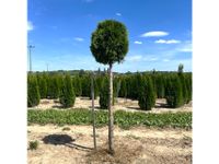 Thuja Kugel auf Stamm - Gartenbonsai / Formgehölz | Bayernhecke Bayern - Elsendorf Vorschau