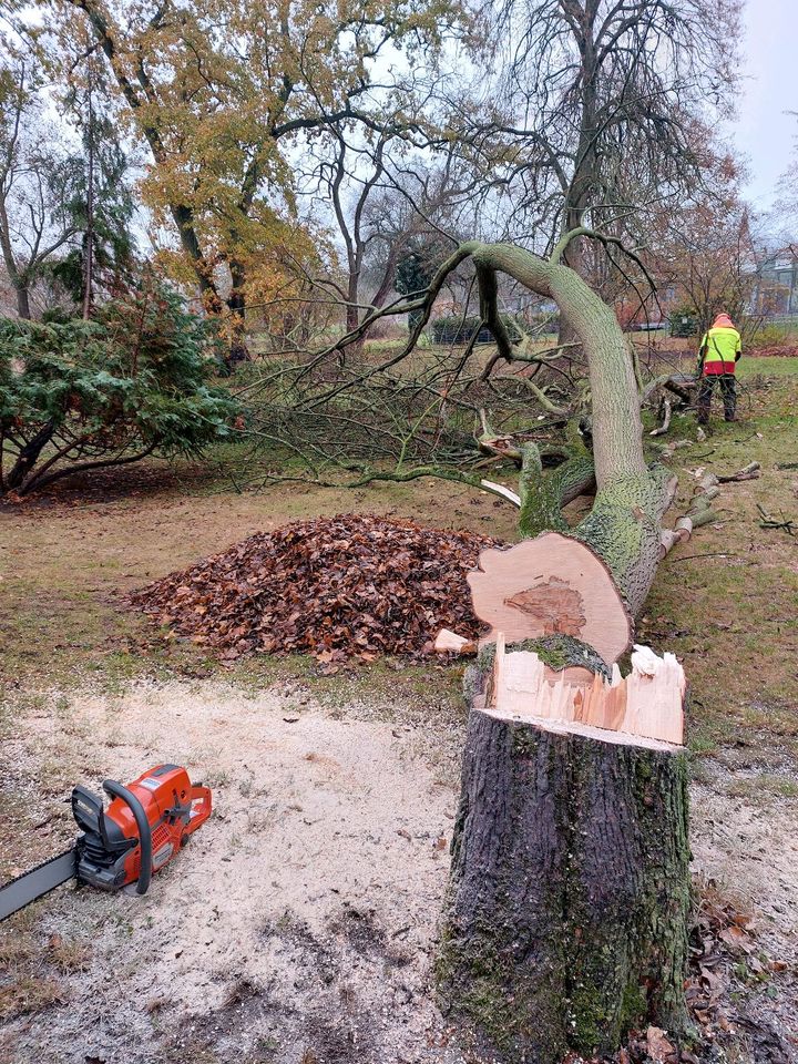 Baumfällung, Baumfällarbeiten aller Art im Umkreis von ca. 200 km in Anklam