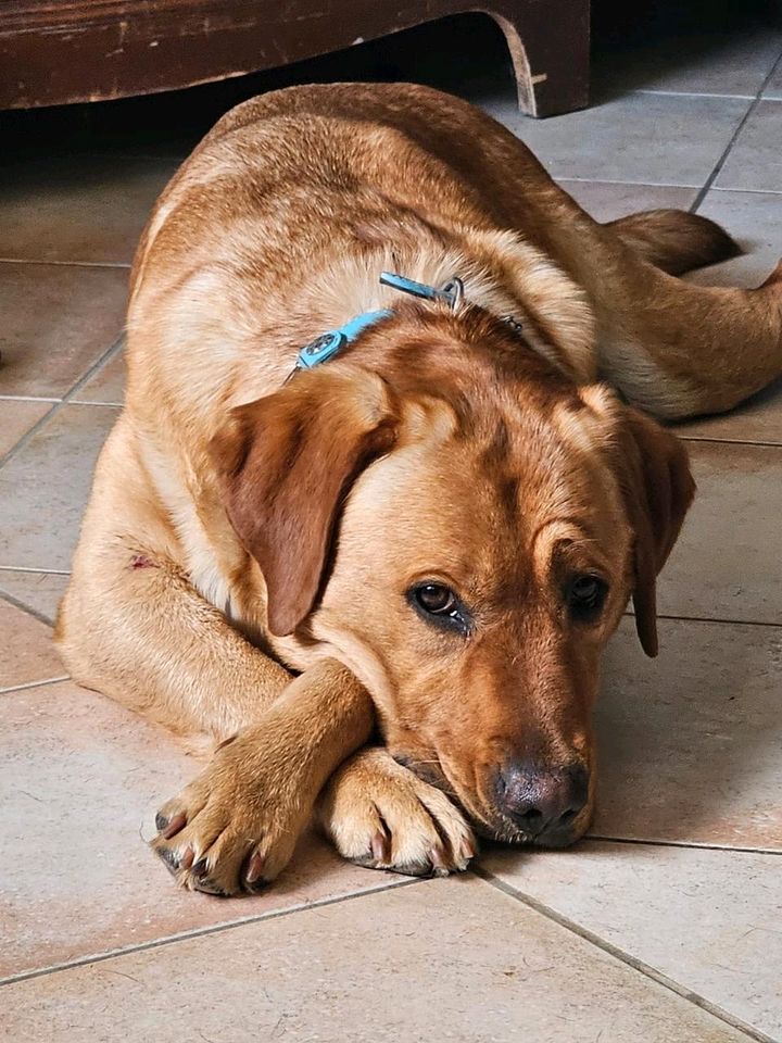 SANDY Redfox Labrador Hündin Tierschutz Hund in Rosbach (v d Höhe)