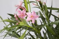 Oleander rosa blühend abzugeben, ca.150cm hoch Berlin - Lichtenberg Vorschau