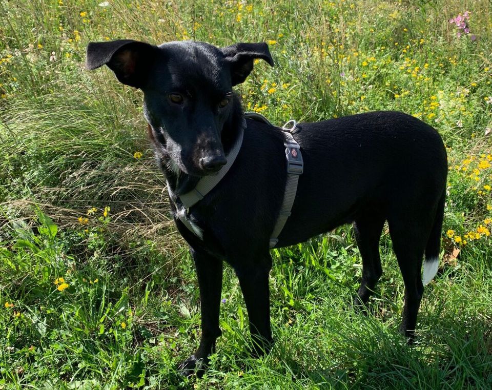 Carley sucht ihre Menschen in Schmalkalden