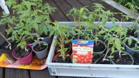 Tomatenpflanzen 1€ Bayern - Reichertshausen Vorschau