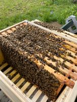 Carnica Jungvölker auf Zander und Zadant, Bienen, Imkerei Hessen - Grebenhain Vorschau