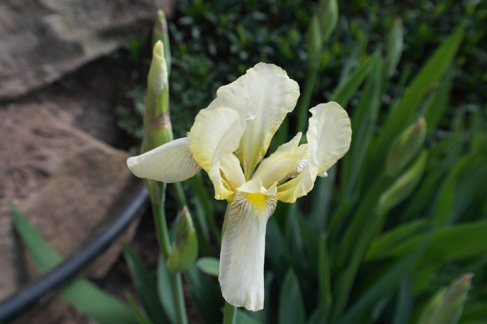 20 versch. Lilien Iris Schwertlilien u. Stauden in Künzell