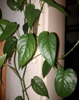 Monstera " siltepecana " Efeutute pothos philodendron epipremnum Bayern - Osterhofen Vorschau