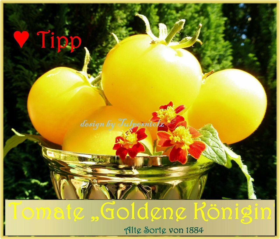 ♥ BIO Alte Sorte Tomaten FROSCHKÖNIGS GOLDKUGEL,Samen,Garten,Rari in Hamburg