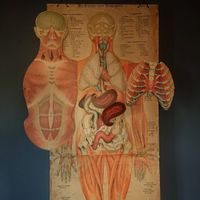 altes Anatomie Plakat Vintage - um 1900 Wunderkammer & Kuriosität Brandenburg - Rathenow Vorschau