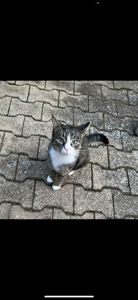 Suche meinen Kater aus Mutterstadt in Mutterstadt