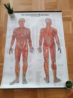 Poster "Die menschliche Muskulatur" Nordrhein-Westfalen - Gelsenkirchen Vorschau