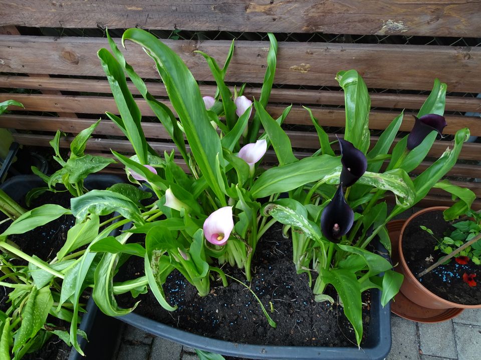 Calla Knollen/Pflanzen für Garten und Zimmer (div Farben möglich) in Krumbach Schwaben