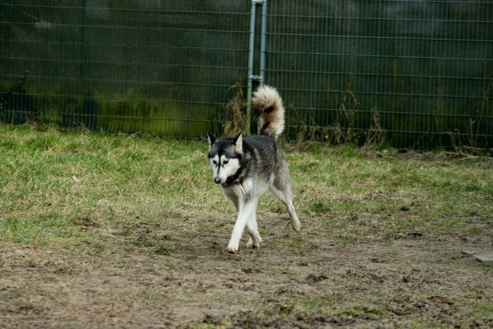 Aika - Huskyhündin sucht ihr zu Hause in Bremervörde