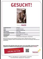 Katze Mazie in 21220 Maschen vermisst Niedersachsen - Seevetal Vorschau