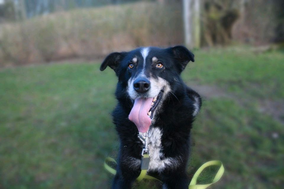 Siyah - sportliche Begleiterin! in Salzwedel