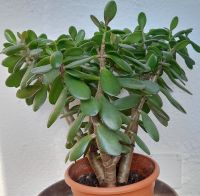 4 Geldbäume crassula ovata Bayern - Erding Vorschau