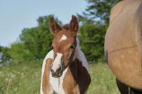 Mangalarga Marchador Jährlingsstute, mutig und gangstark Schleswig-Holstein - Wahlstorf Vorschau