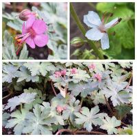 SUCHE Storchschnabel (Geranium) lila / violett / blau Brandenburg - Senftenberg Vorschau