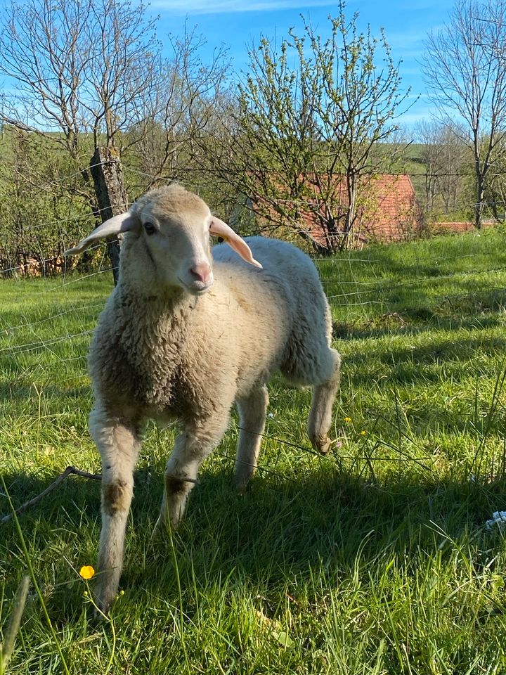 Merino Schafe Schafbock Bocklamm Lamm Zuchtbock in Ried