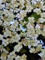 Wasserlinsen Aquariumpflanzen Bayern - Füssen Vorschau