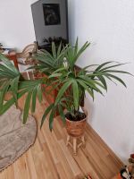 Zimmerpflanze Kentia Palme Duisburg - Homberg/Ruhrort/Baerl Vorschau