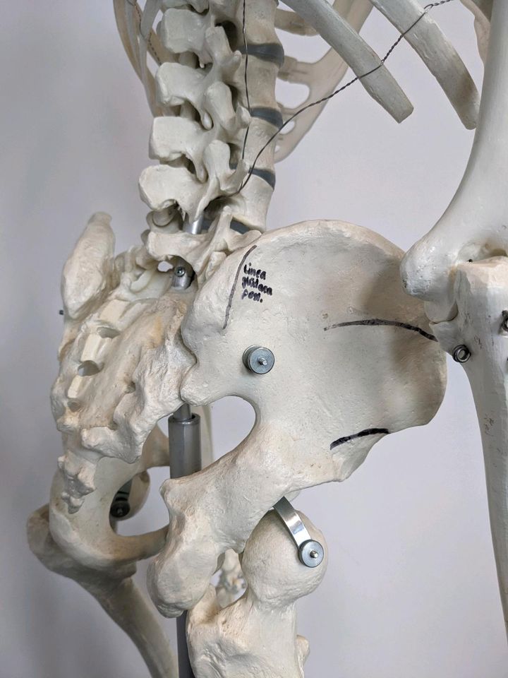 Skelett (Studium Medizin / Anatomie / Physiotherapie) in Berg Fidel