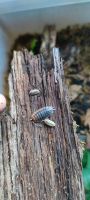 Porcellio sp "orange skirt" Baden-Württemberg - Nürtingen Vorschau