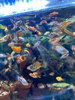 Aquarium Fische Hessen - Aßlar Vorschau