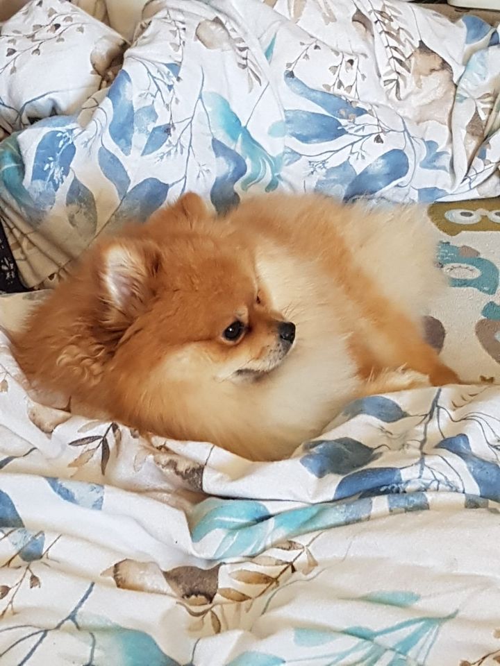 Pomeranian Boo Zwergspitz kleiner Hund Männchen in Werder (Havel)