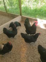 Zu verkaufen Hühner Australorp Rheinland-Pfalz - Idar-Oberstein Vorschau