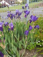 Hohe Schwertlilie violet, lila blau Frühjahrsblüher Baden-Württemberg - Eppingen Vorschau