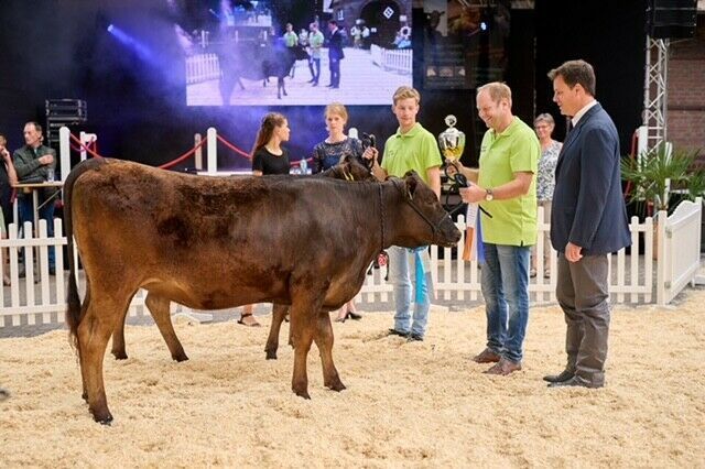 Wagyu Rinder vom Grand Champion Zuchtbetrieb Balster in Selm