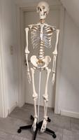 Anatomie Skelett mit Ständer von tectake Nordrhein-Westfalen - Düren Vorschau