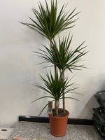 Dracaena marginata 140 cm 3 stamm Drachenbaum Zimmerpflanze Nordrhein-Westfalen - Simmerath Vorschau