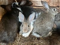 Kleine Kaninchen suchen ein neues Zuhause Mecklenburg-Vorpommern - Wilhelmsburg Vorschau