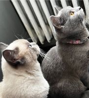 Zwei wunderschöne Katze Lilly und momo Berlin - Mitte Vorschau