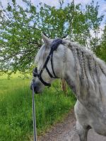 Kappzaum Leder rund genäht, Größe WB, schwarz Hessen - Rimbach Vorschau