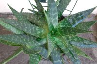 Aloe Vera Ableger Berlin - Pankow Vorschau