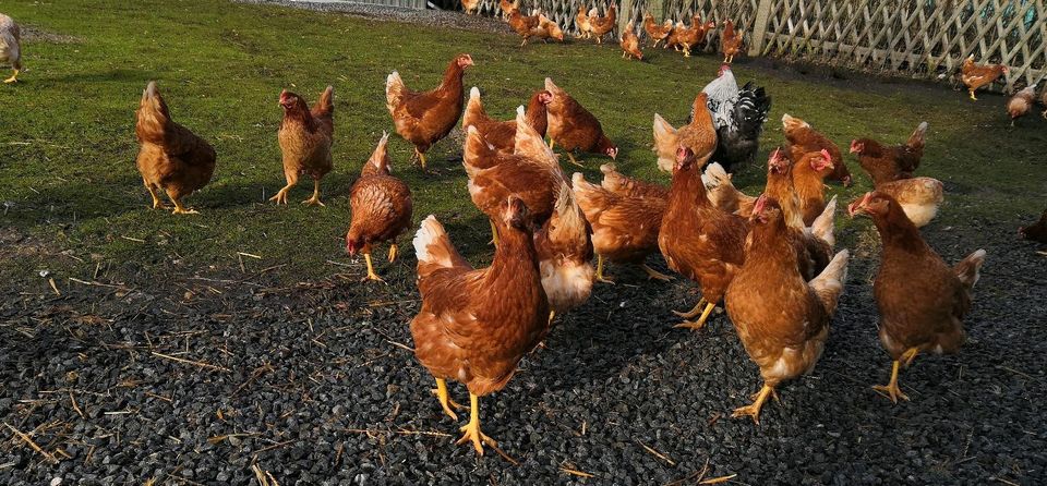 Huhn-Hühner-Hahn-Hennen Sussex, Maran, Grünleger, Leghorn........ in Dresden