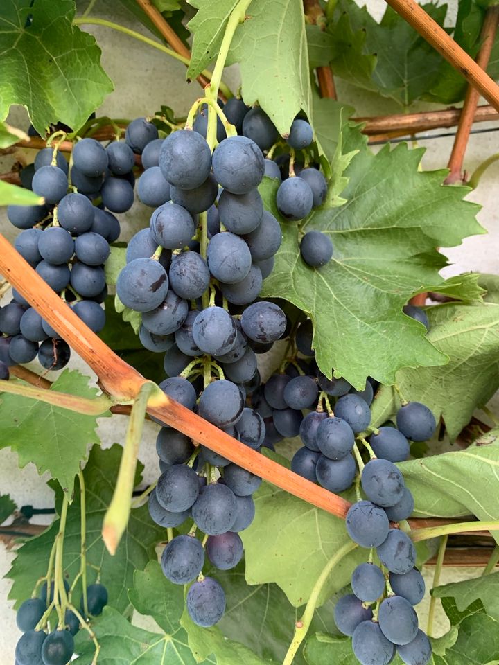 Weintrauben pflanzen in Frontenhausen