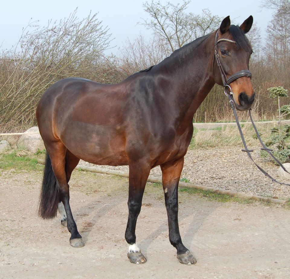 Verkaufe 11-jährige Holsteiner Stute /Warmblut/Dressurpferd in Lübeck