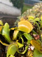 'Yellow Fused Tooth' Dionaea  muscipula Venusfliegenfalle Saarland - Sulzbach (Saar) Vorschau