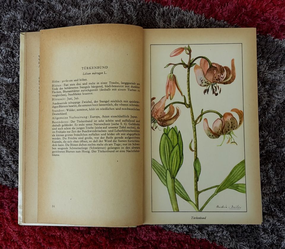 Taschenbuch der Heimischen Sommerblumen Band 1 mit 170 Seiten in Jena