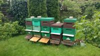 Bienenvolk reserviert Nordrhein-Westfalen - Kreuztal Vorschau