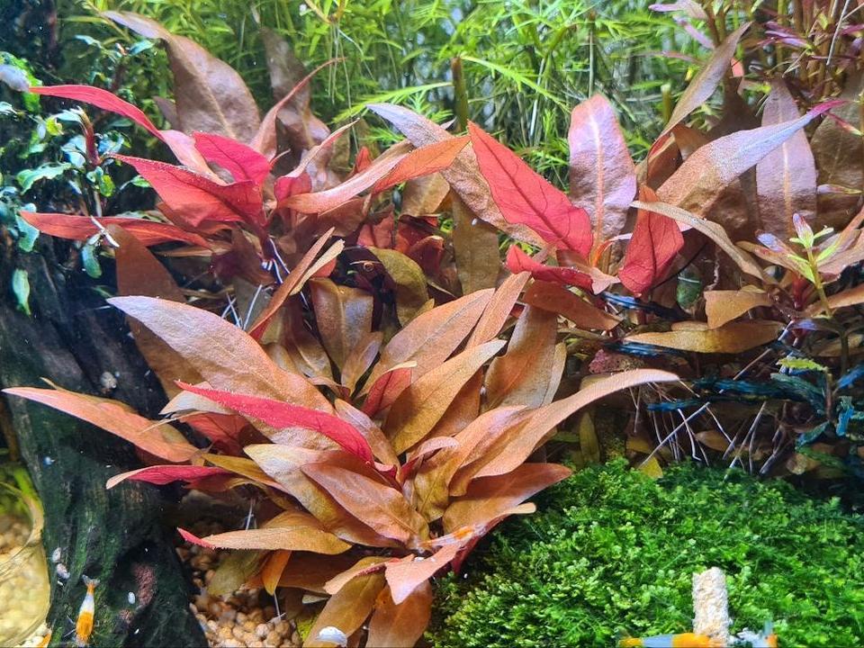 Alternanthera reineckii 'Mini' Papageienblatt Aquariumpflanze in Bünde